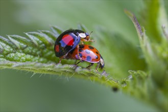 Asian ladybirds (Coccinellidae) mating