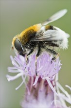 White-tailed Bumblebee (Bombus lucorum)
