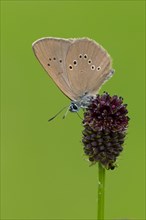 Dusky large blue (Glaucopsyche nausithous) on great meadow-blue (Sanguisorba officinalis)