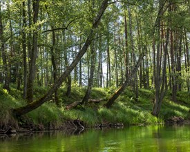 The bank of the Brda river near the village of Sapolno. Kashubia