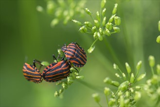 Italian striped-bugs (Graphosoma italicum) during mating