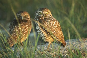 Burrowing owl (Athene cunicularia) pair basking in the evening light