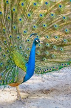 Peacock Indian peafowl (Pavo cristatus) beats wheel