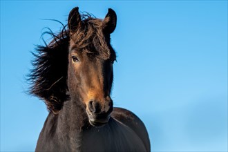 Icelandic horse (Equus islandicus)