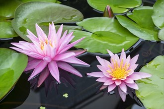 Pink water lily (Nymphaea Pink)