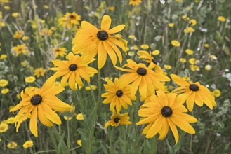 Flower meadow with black-eyed Susan (Rudbeckia hirta)