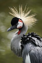 Black crowned crane (Balearica pavonina) animal portrait