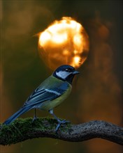 Great tit (Parus major)
