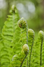 Male fern (Dryopteris filix-mas)