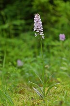 Moorland spotted orchid (Dactylorhiza maculata)