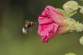 Bumblebee visiting the flower of a hollyhock