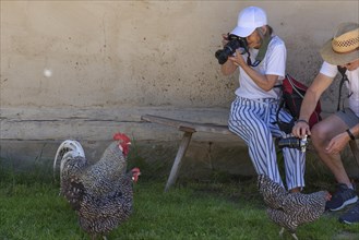 Photographer and photographer photographing chickens in the Franconian Open Air Museum