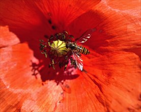 Hoverfly (Episyrphus balteatus) on flower poppy (Papaver rhoeas)