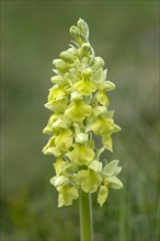 Pale-flowered orchid (Orchis pallens)