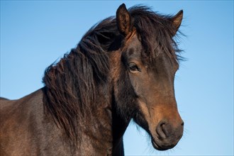 Icelandic horse (Equus islandicus)