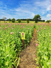 Hiking trail through fields with flowering Opium poppy (Papaver somniferum)