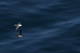 Northern fulmar (Fulmarus glacialis) in flight reflected on the sea surface