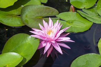 Pink water lily (Nymphaea Pink)