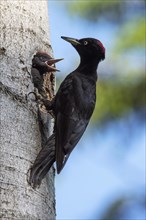 Black woodpecker (Dryocopous martius) female feeding young at breeding tube
