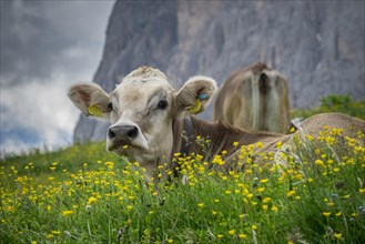 Tyrolean grey cattle on a pasture