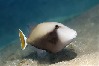 Bluethroat Triggerfish (Sufflamen albicaudatum)