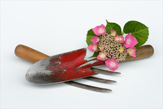 Garden tools and hydrangea blossom
