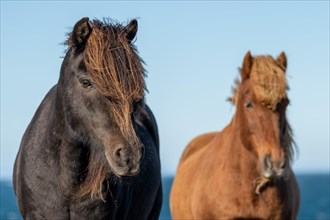 Icelandic horses (Equus islandicus)