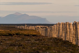 Driftwood fence