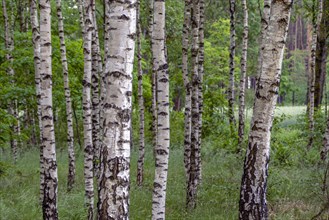 Birch forest. Near the village of Ciecholewy in Kashubia