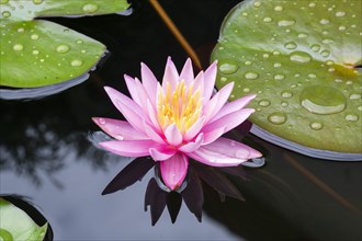 Pink water lily (Nymphaea Pink)