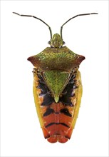 Hawthorn shield bug (Acanthosoma haemorrhoidale) without wings