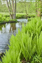 Male fern (Dryopteris filix-mas) growing at a little stream