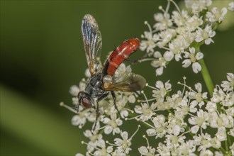 Parasitic fly (Cylindromya bicolor) on goutweed Ground elder (Aegopodium podagraria)