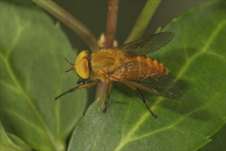 Gadfly (Silvius alpinus) female on a leaf