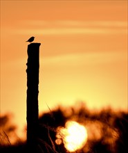 European stonechat (Saxicola rubicola)
