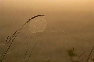 Grasses and spider web in early morning fog
