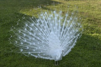 White peacock (Pavo cristatus mut alba) beats its wheel