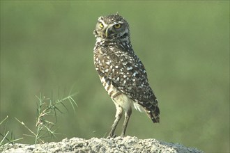 Burrowing owl (Athene cunicularia) looking around for safety