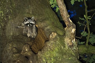 Raccoon (Procyon lotor) in front of its tree den