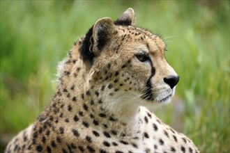 Sudan cheetah (Acinonyx jubatus soemmeringii)