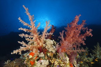 Klunzinger's Soft Coral (Dendronephthya klunzingeri) on a steep wall in the backlight of the sun