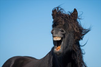 Icelandic horse (Equus islandicus)