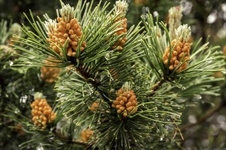 Young spruce cones in the rain. village of Sapolno