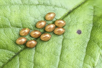 Eggs of a True bug (Heteroptera) on lilac leaf