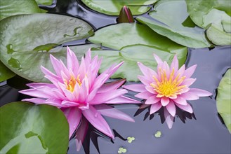 Pink water lily (Nymphaea Pink)