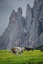 Tyrolean grey cattle on a pasture