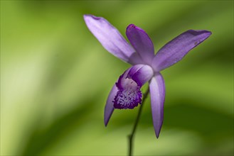 Flower of a Chinese orchid (Bletilla striata)