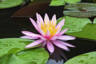 Pink water lily (Nymphaea Pink)