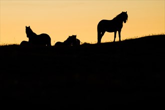 Silhouettes of Icelandic horses in a meadow