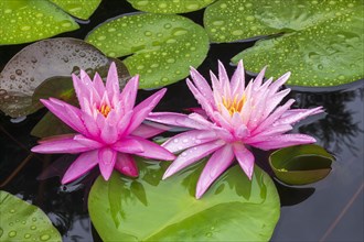 Pink water lily (Nymphaea Pink)